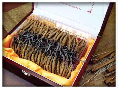 城北冬虫夏草回收